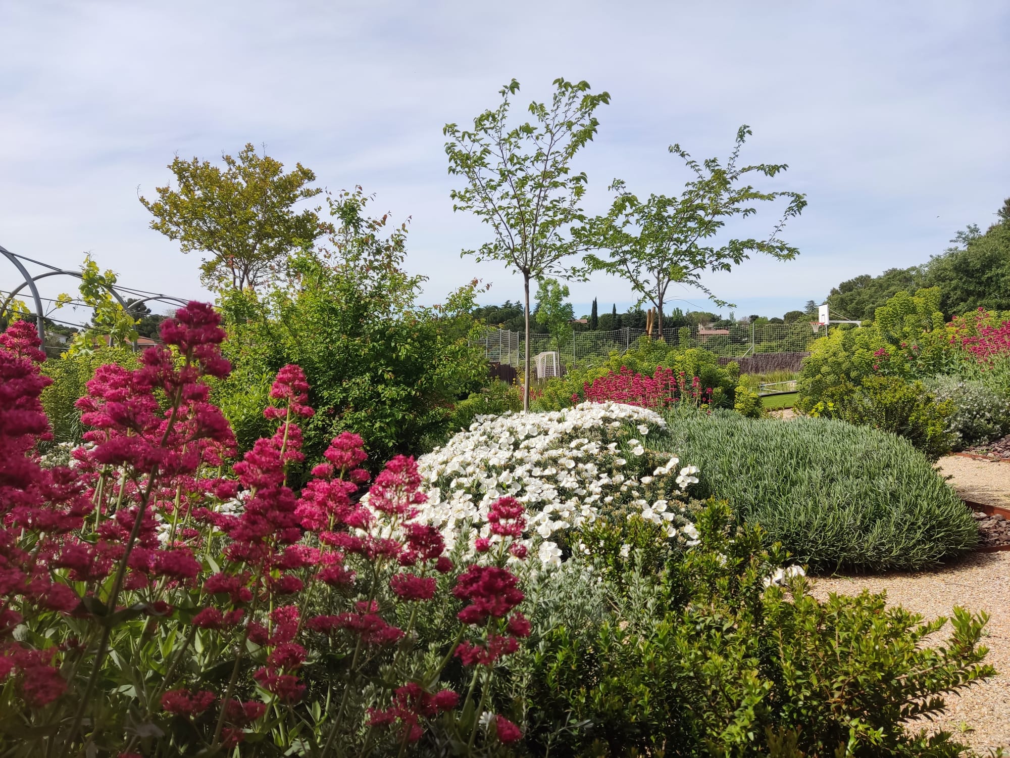Jardín colorido - Diseño de jardín por Peonia Jardines en Madrid, vista 3