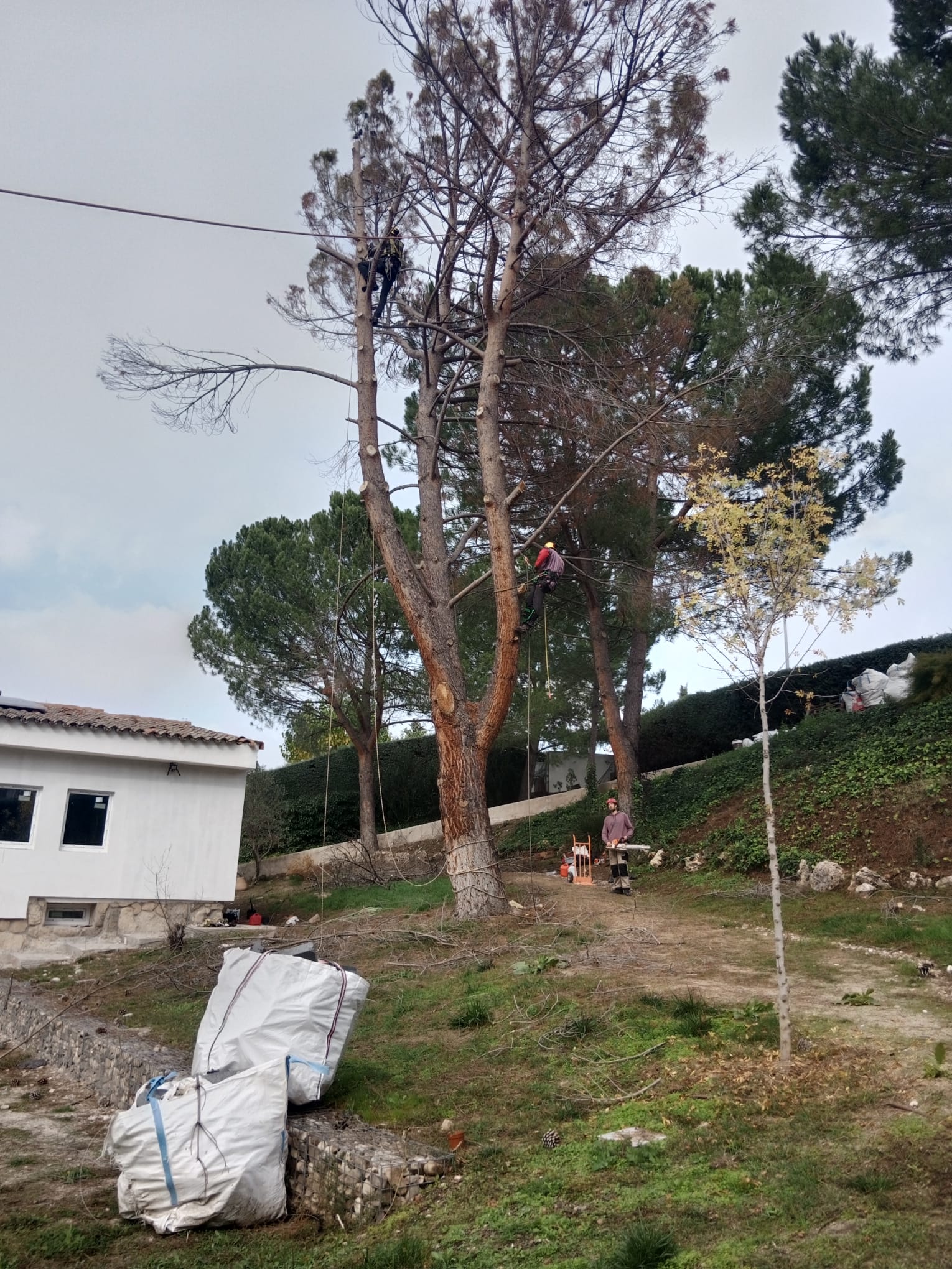 Arboristas profesionales realizando poda en altura con técnicas de trepa en pinos