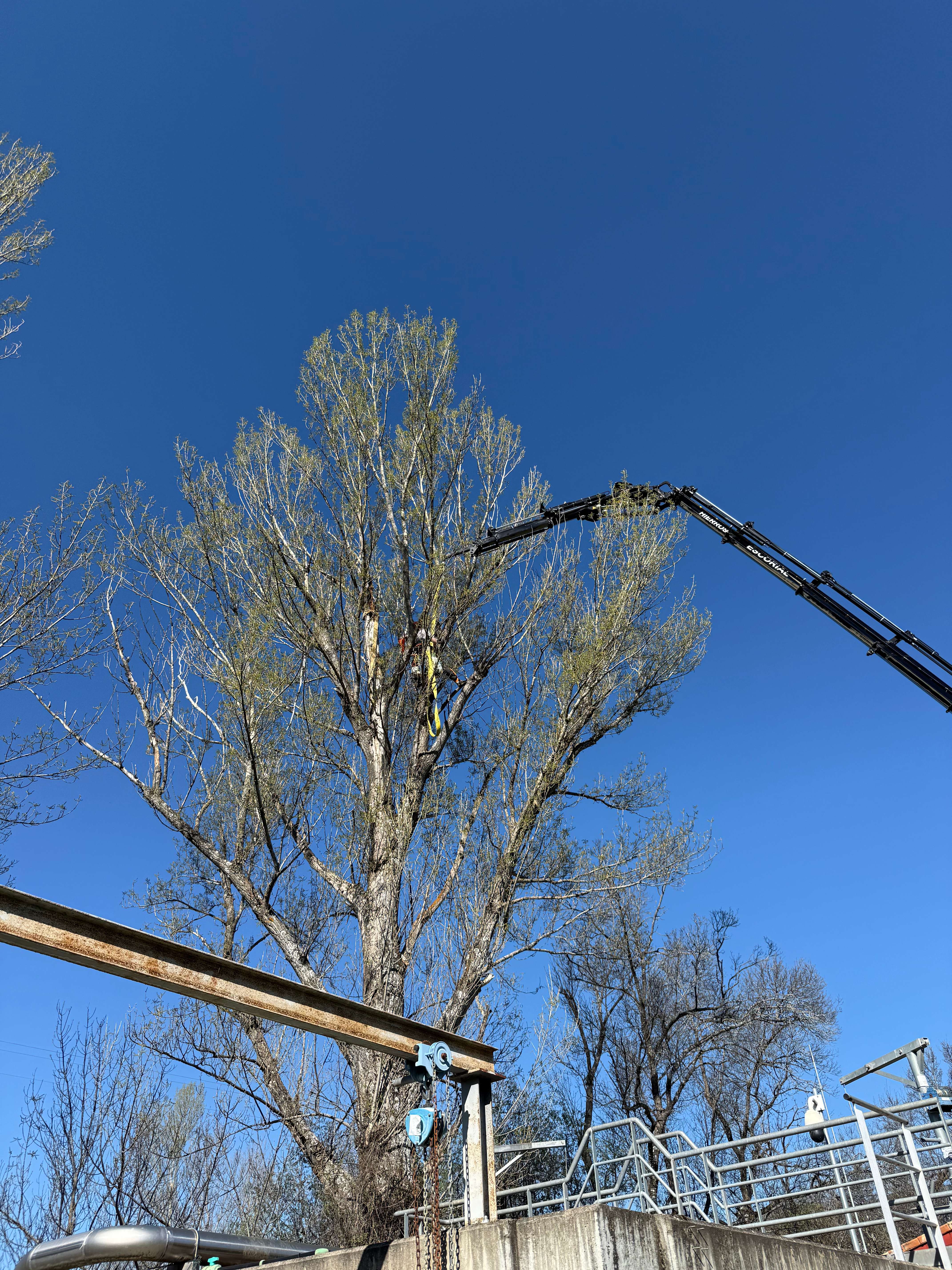 Poda en altura con plataforma elevadora y grúa en árbol de gran porte