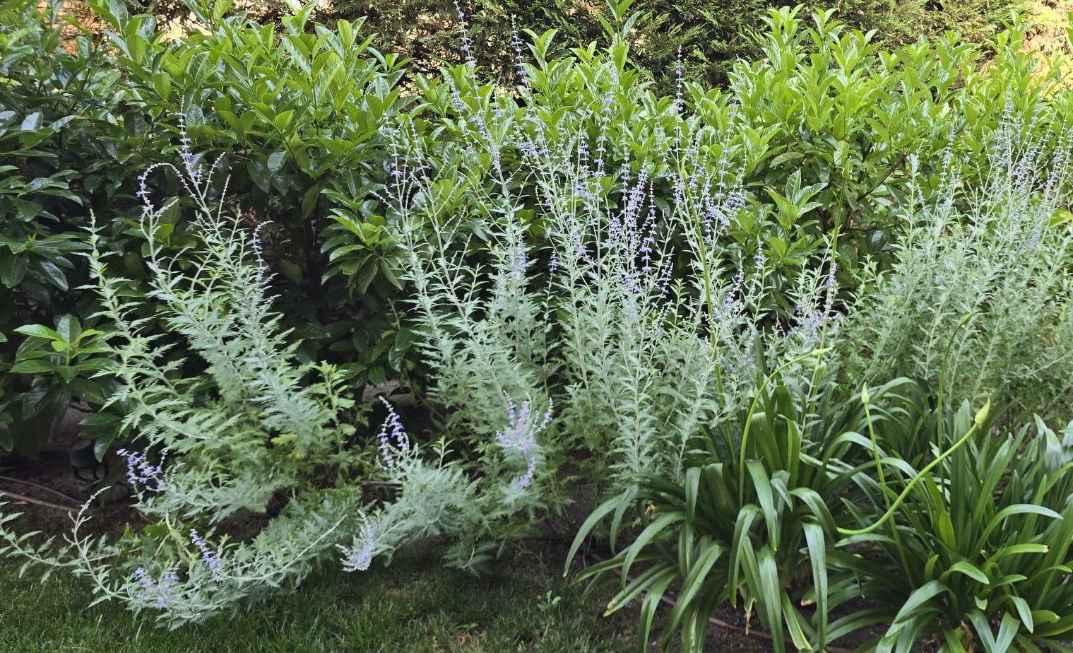 Jardín escalonado - imagen 2