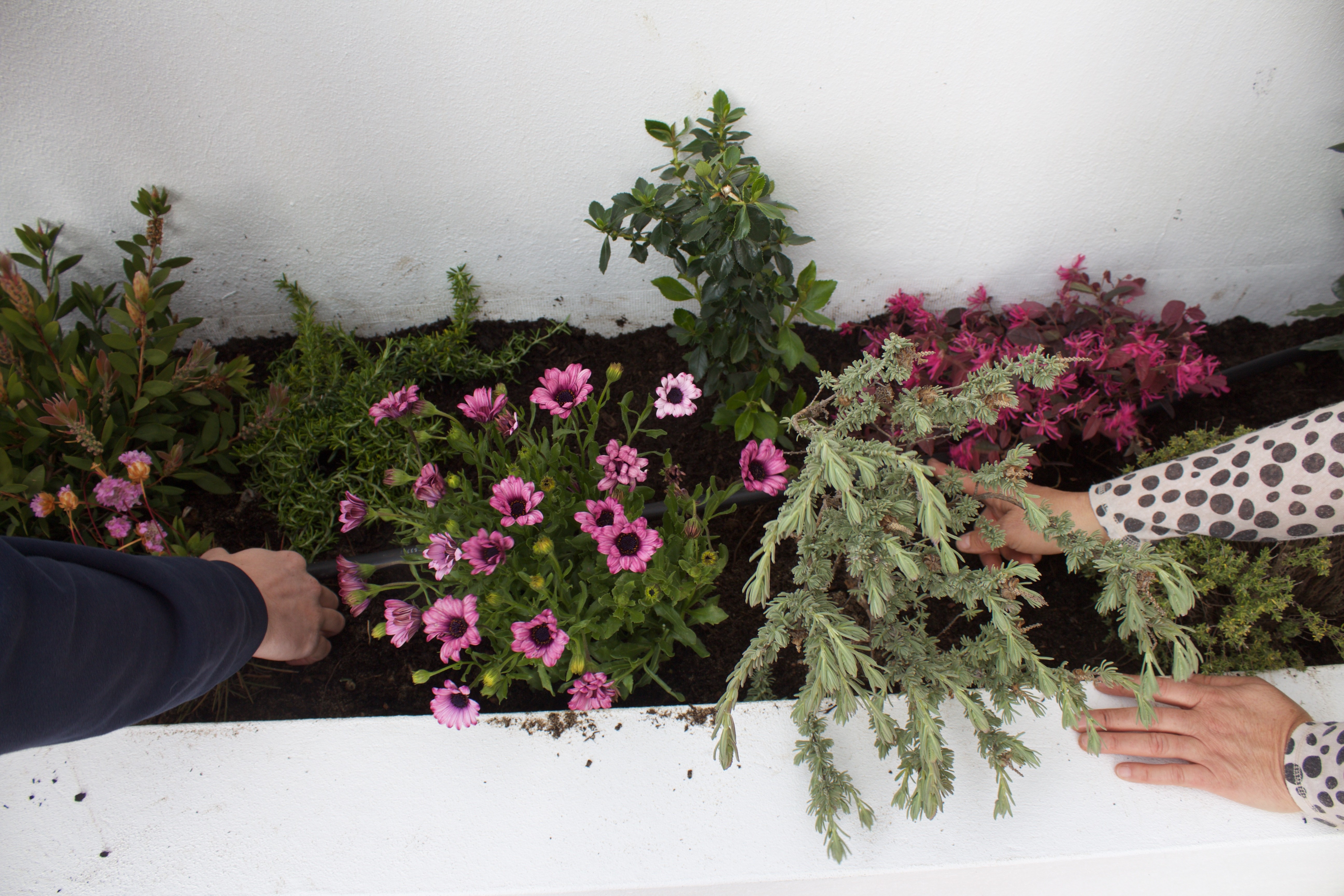 Equipo Peonia Jardines plantando flores en jardín - Trabajo profesional de paisajismo